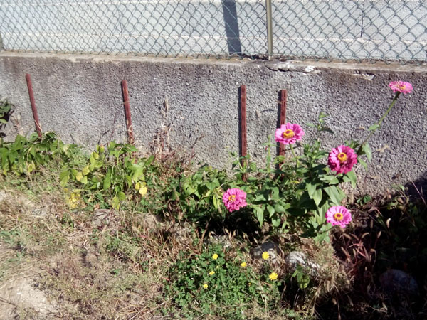 fleur et haricots
